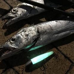 イワシ付きタチウオ